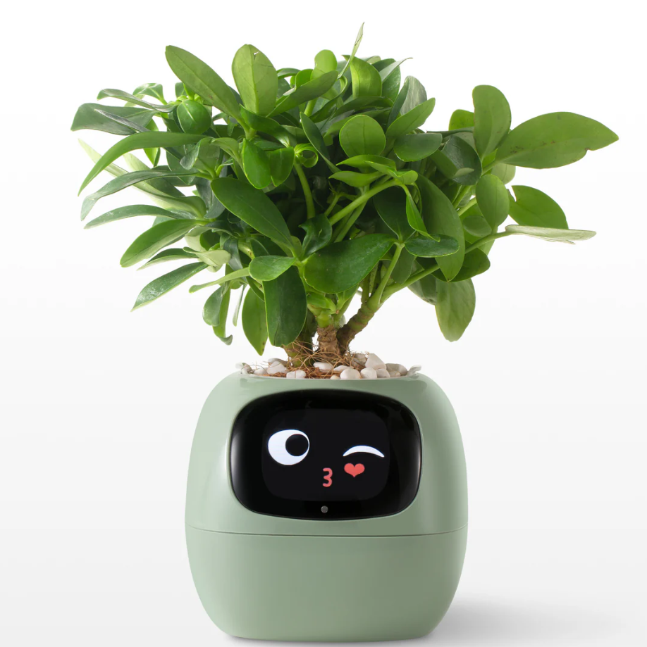 Ivy Smart Companion Anti Stress